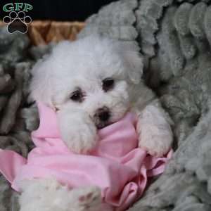 Joy, Bichon Frise Puppy